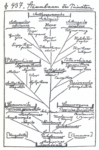 Ernst Haeckel: Homo stupidus