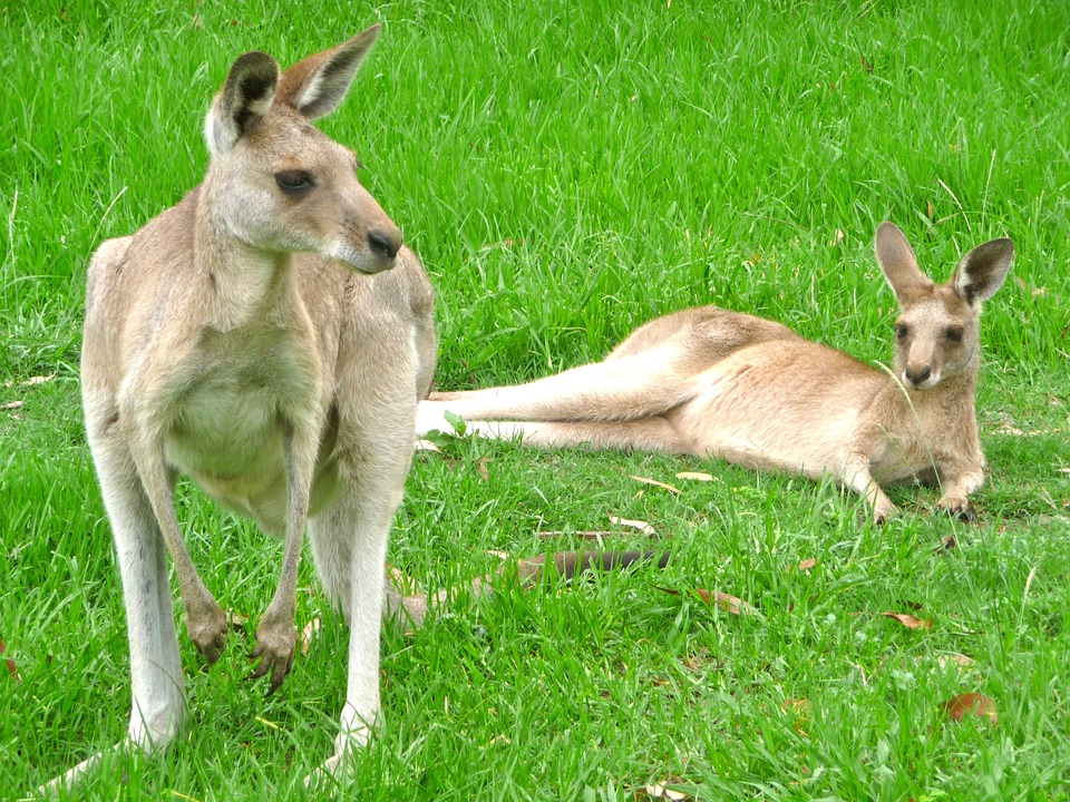 Kangaroos 340289 960 720